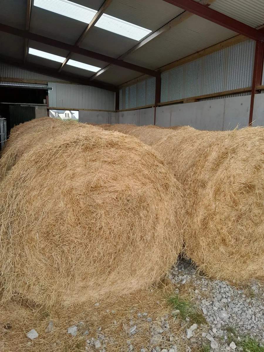 Hay - Image 3