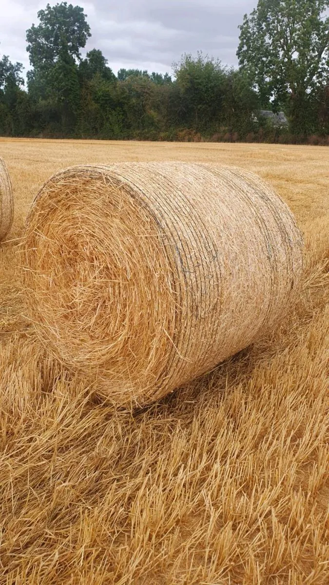 Dung Manure Wanted