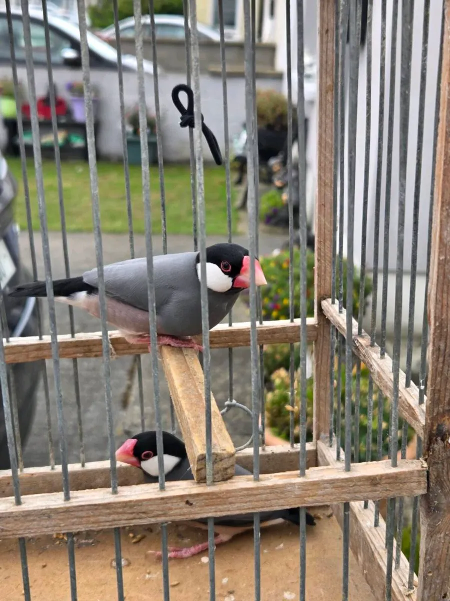 Birds - Image 1