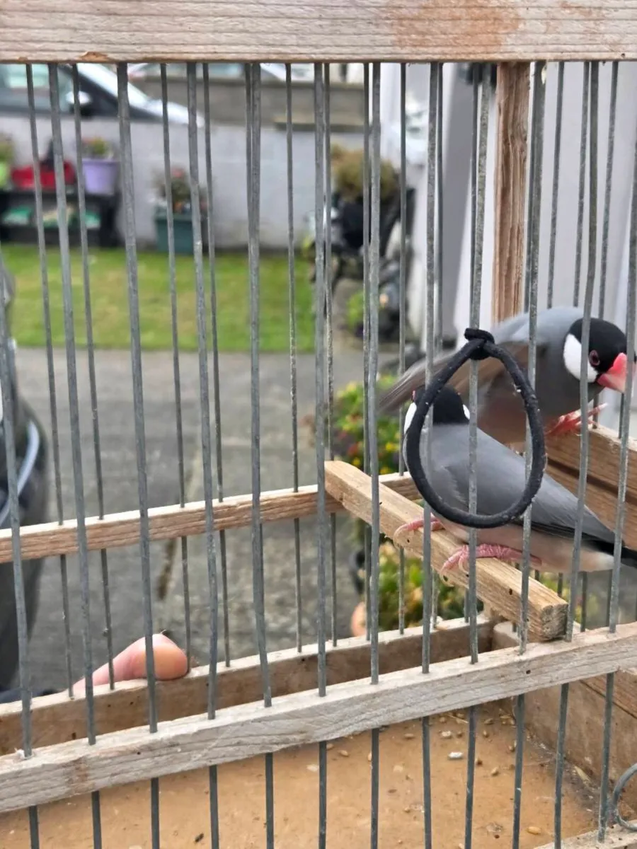 Birds - Image 2