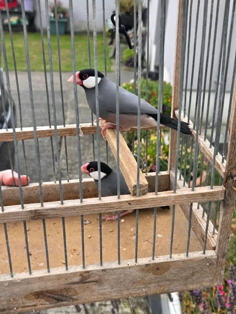 Birds - Image 3