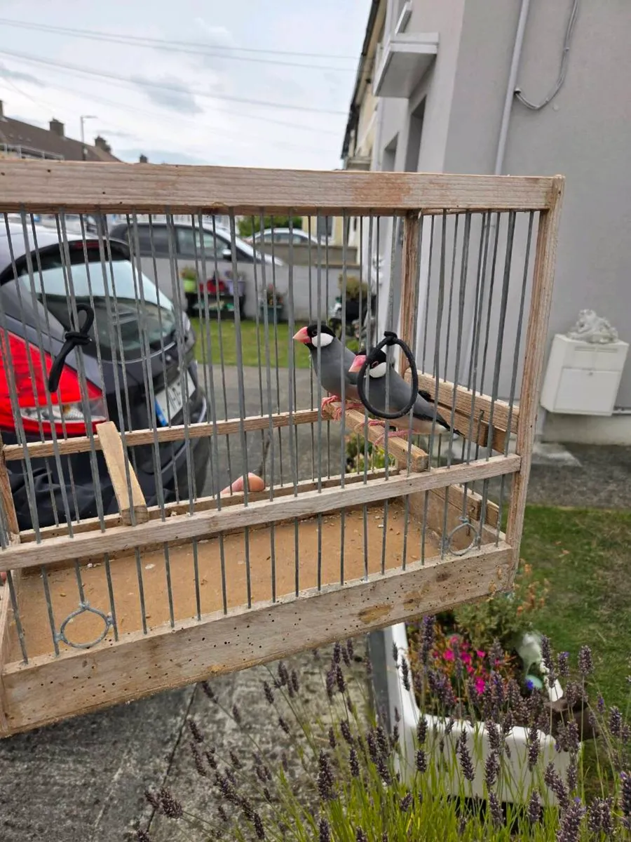 Birds - Image 4