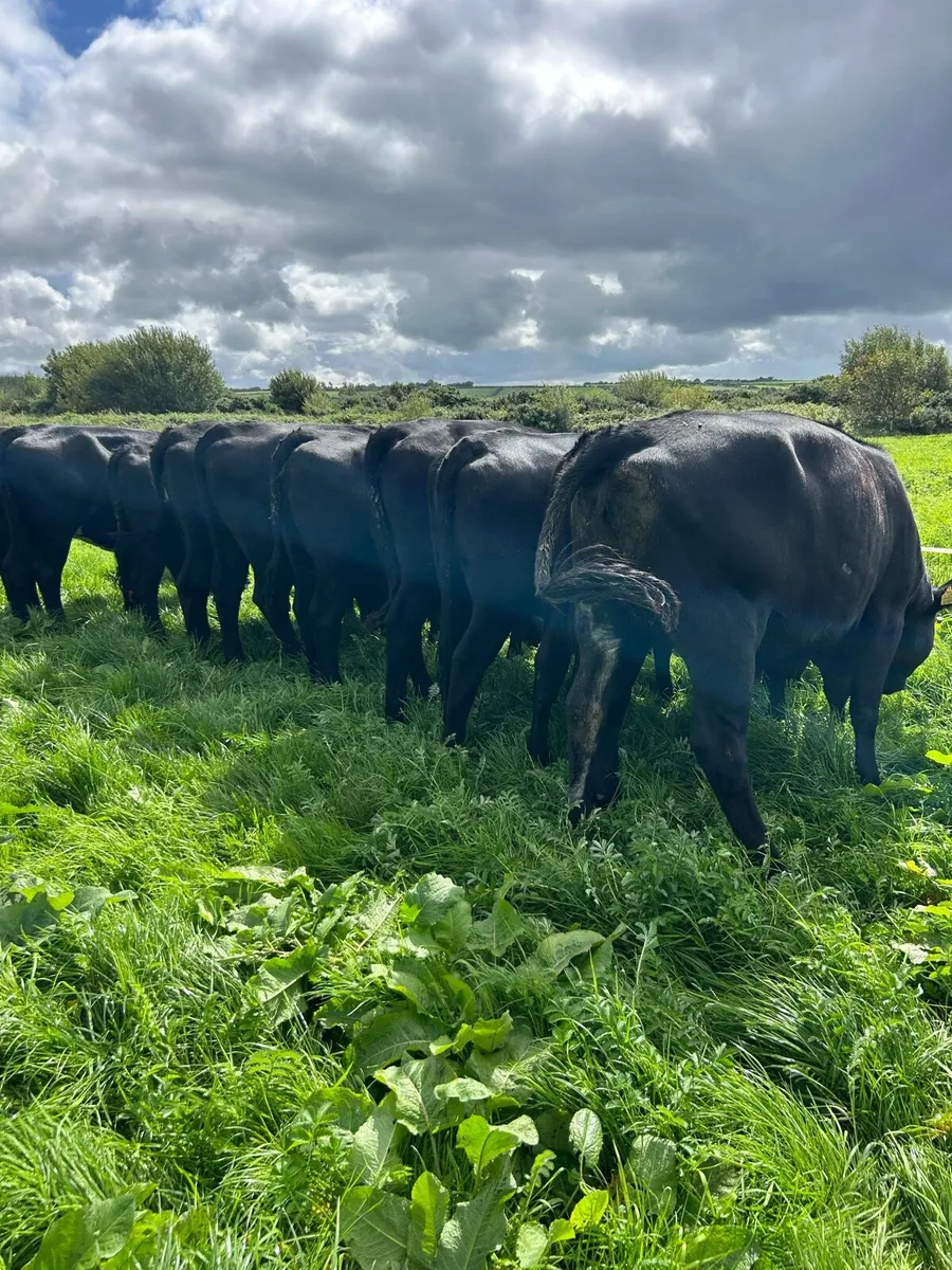 AA heifers - Image 1