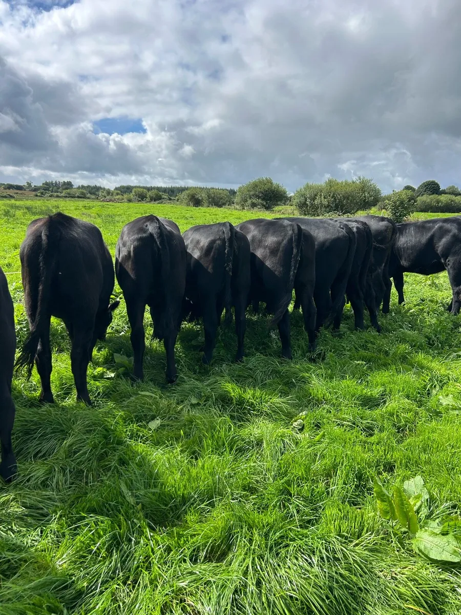 AA heifers - Image 4
