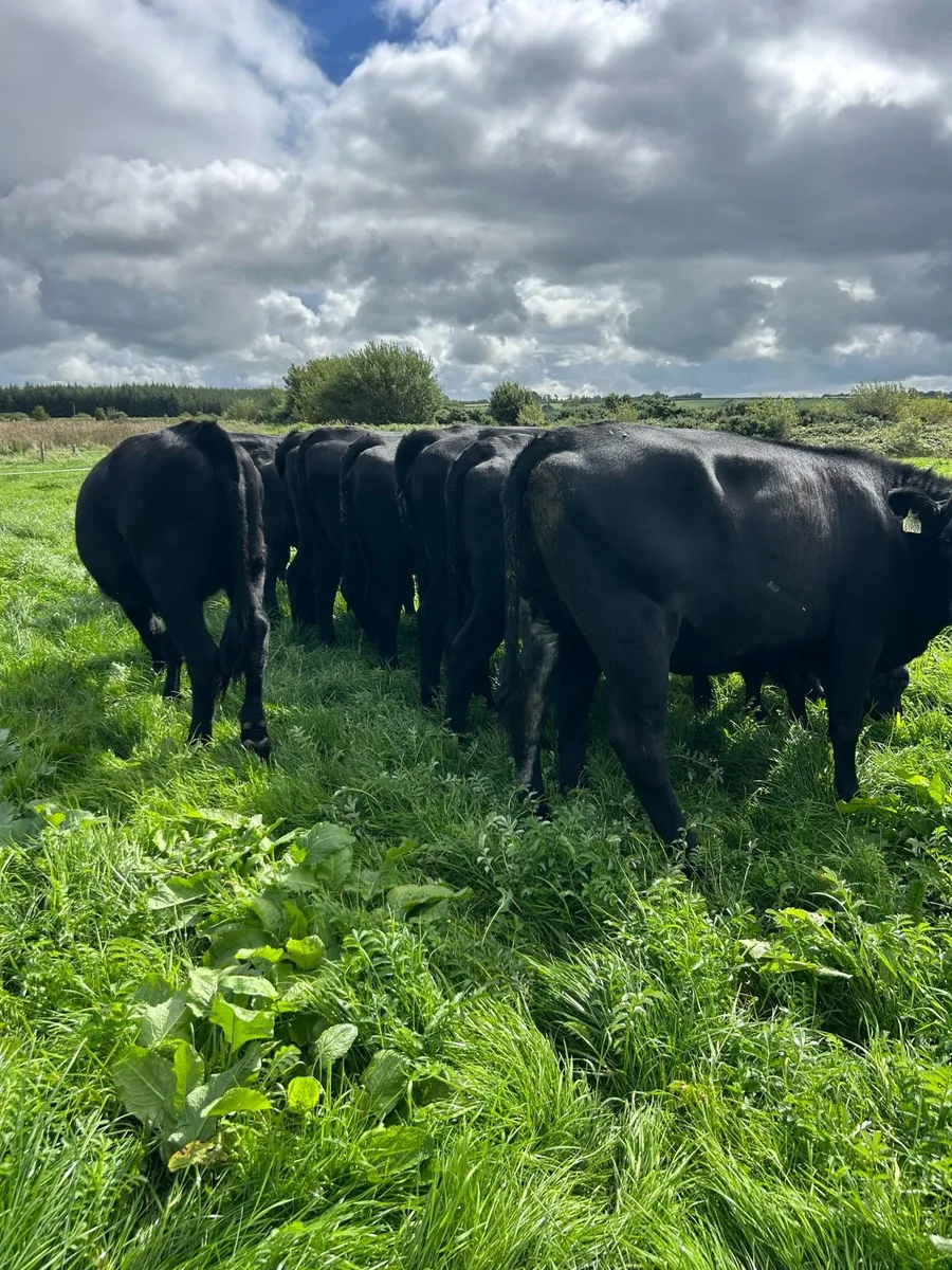 AA heifers - Image 2