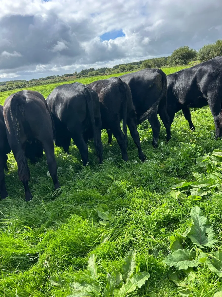 AA heifers - Image 3