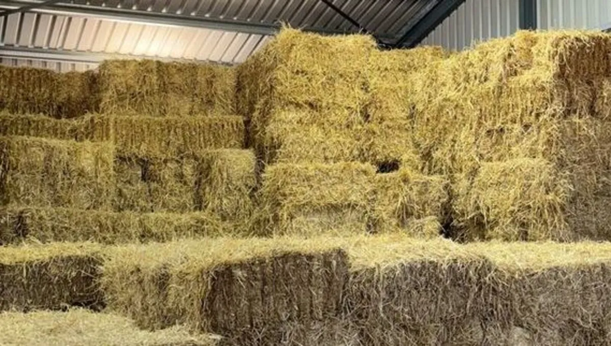 Square Bales of Hay