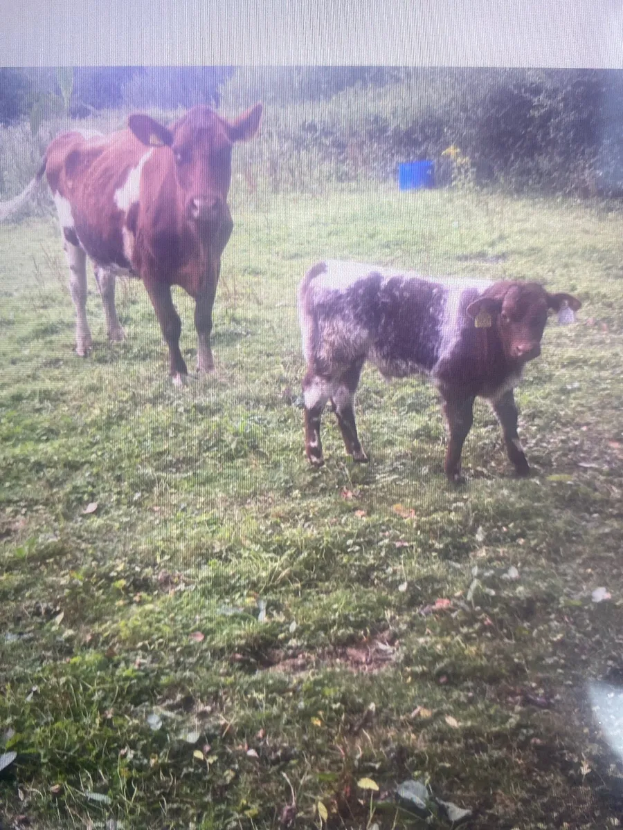 Purebred shorthorn  cattle - Image 1
