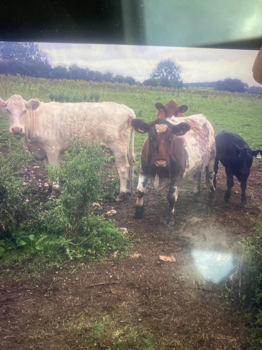 Purebred shorthorn  cattle - Image 3