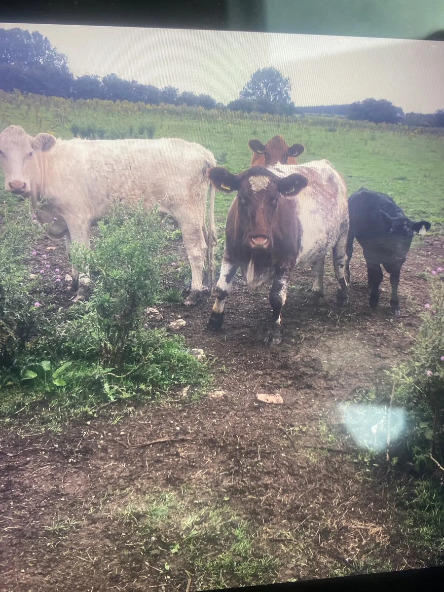 Purebred shorthorn  cattle - Image 2
