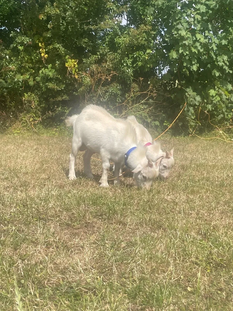 Twin Male Pigmy Goats - Image 3