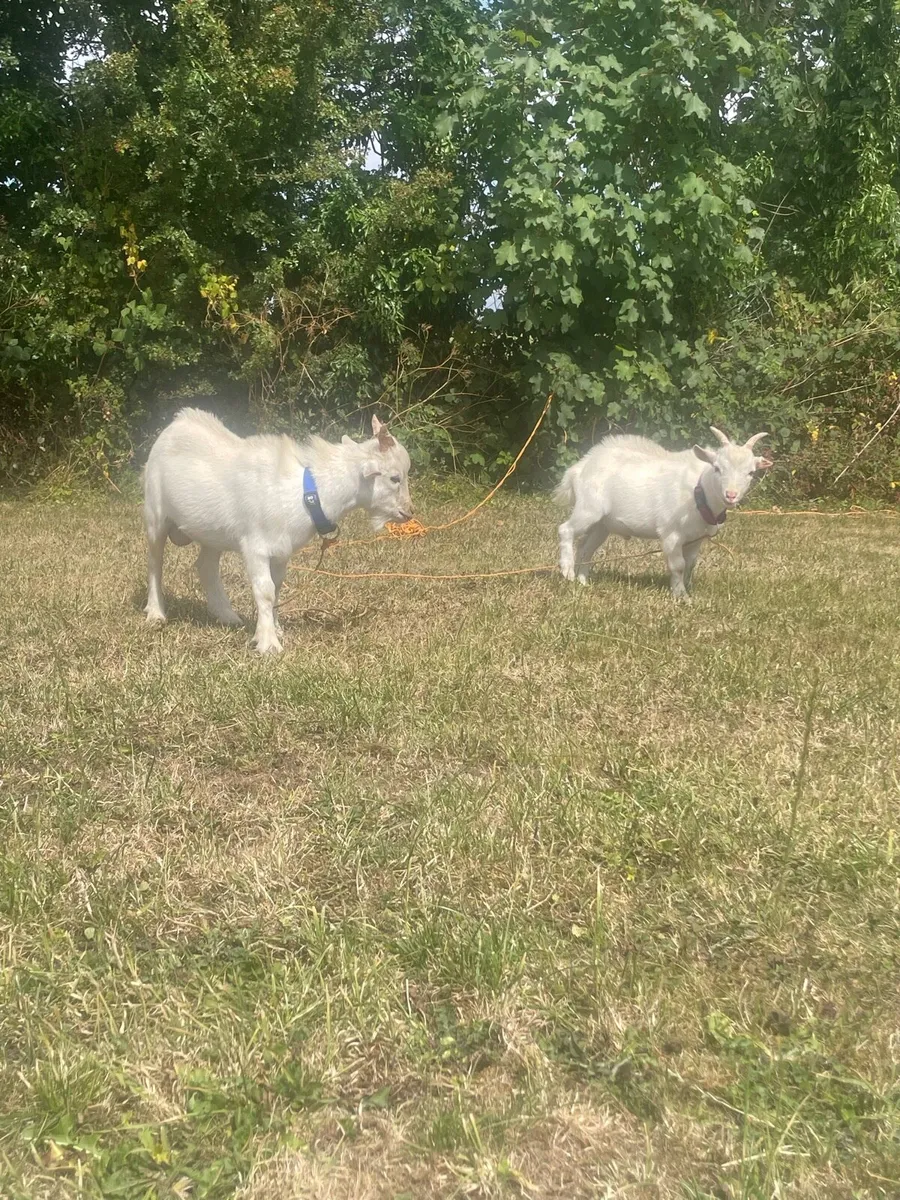 Twin Male Pigmy Goats - Image 4