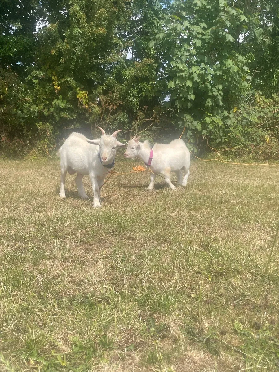 Twin Male Pigmy Goats - Image 1