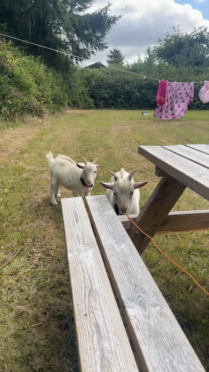 Twin Male Pigmy Goats - Image 2