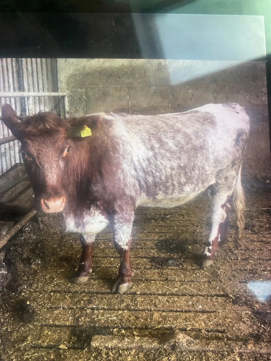 Purebred shorthorn  cattle - Image 4