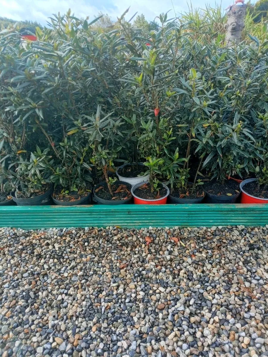 Hedging - Image 1