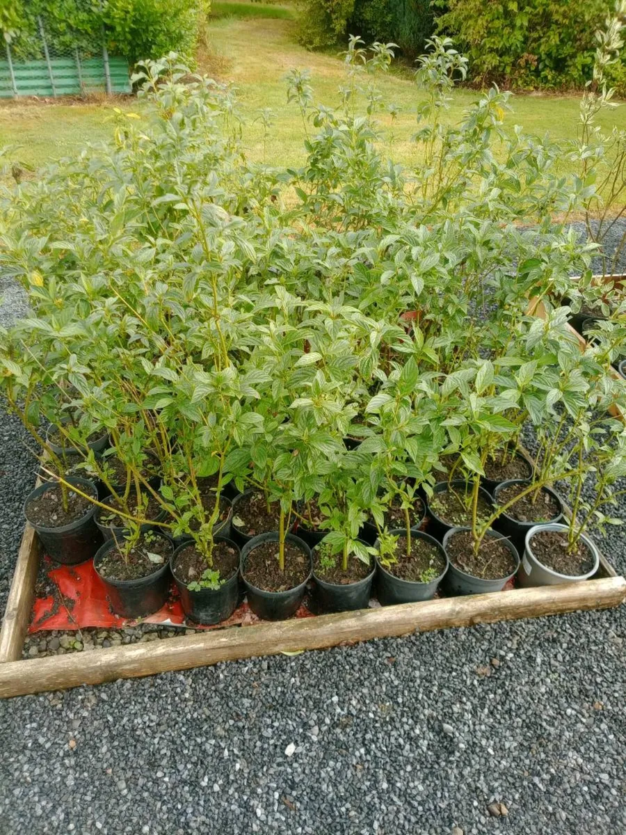 Hedging - Image 2