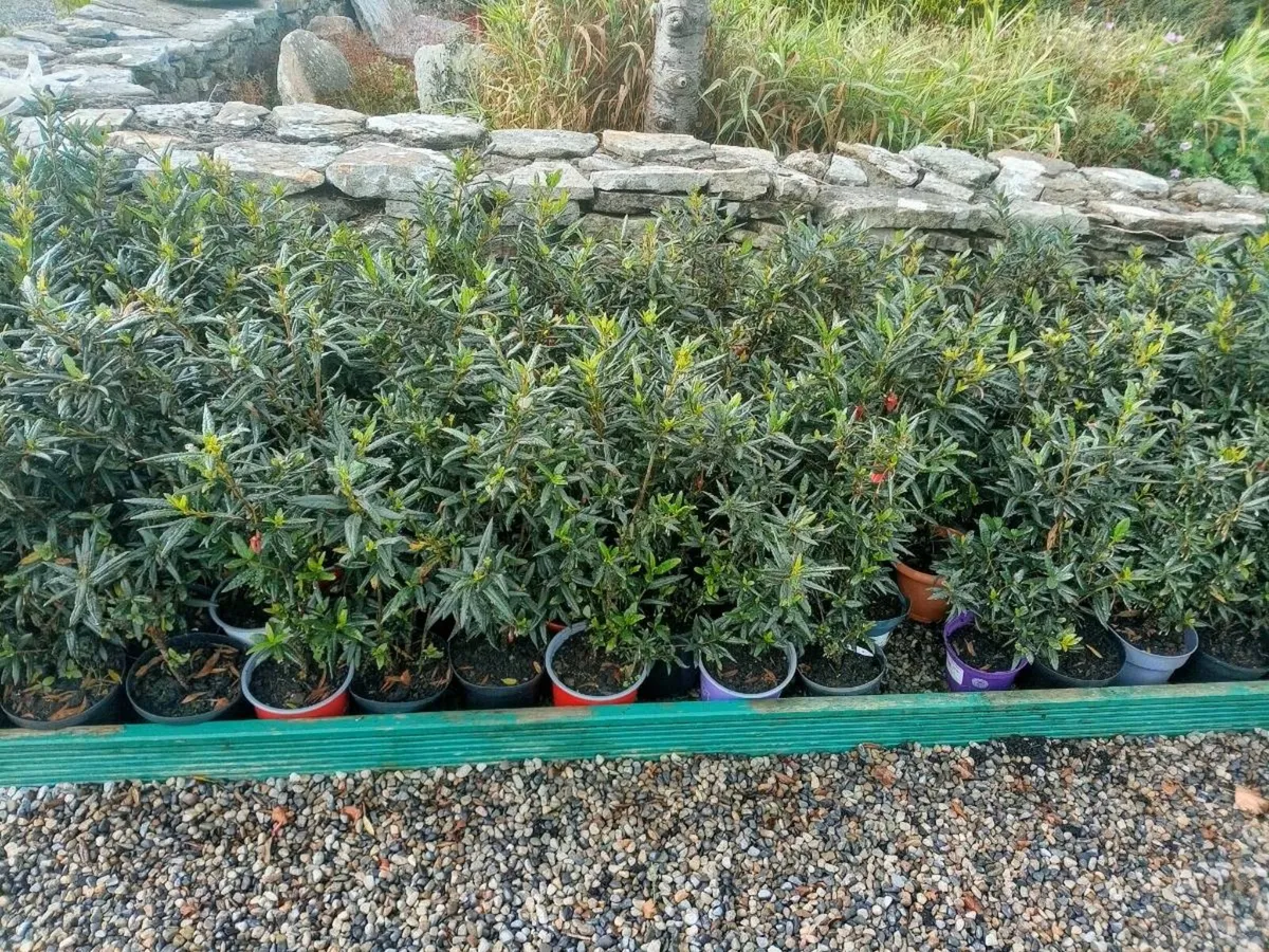 Hedging - Image 3