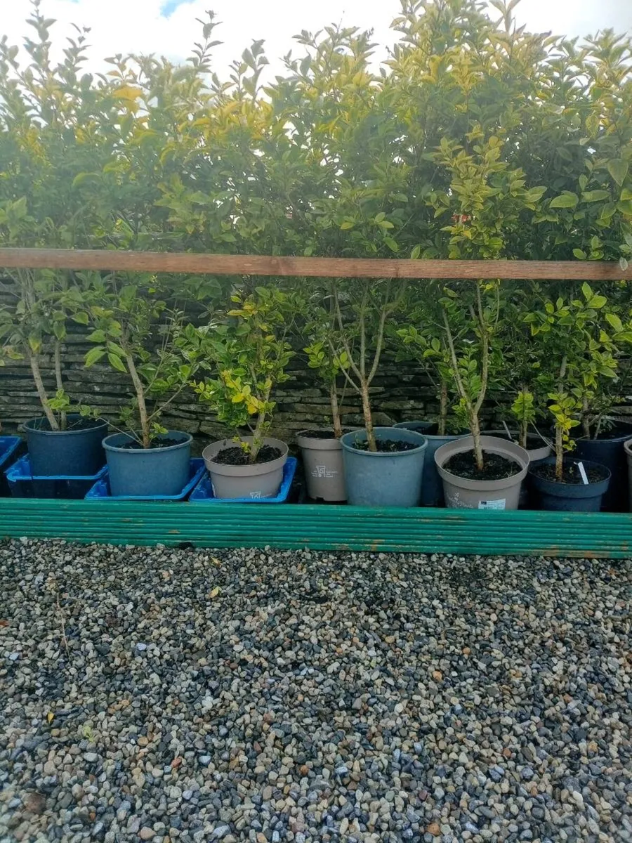Hedging - Image 4