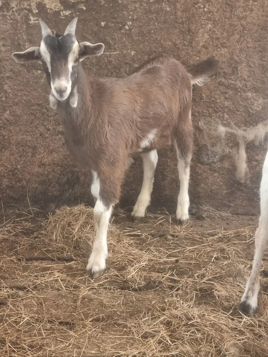 Selection of Females and Males Goats - Image 1