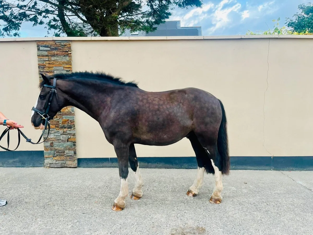 ⭐️🐎Lovely cob for sale 🐎⭐️ - Image 2
