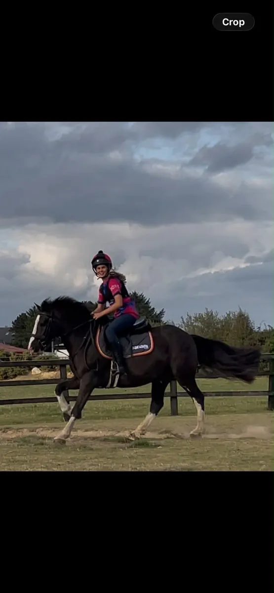 ⭐️🐎Lovely cob for sale 🐎⭐️ - Image 3