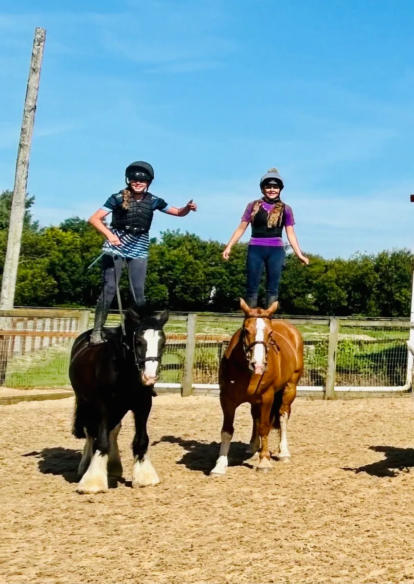 ⭐️🐎Lovely cob for sale 🐎⭐️ - Image 4