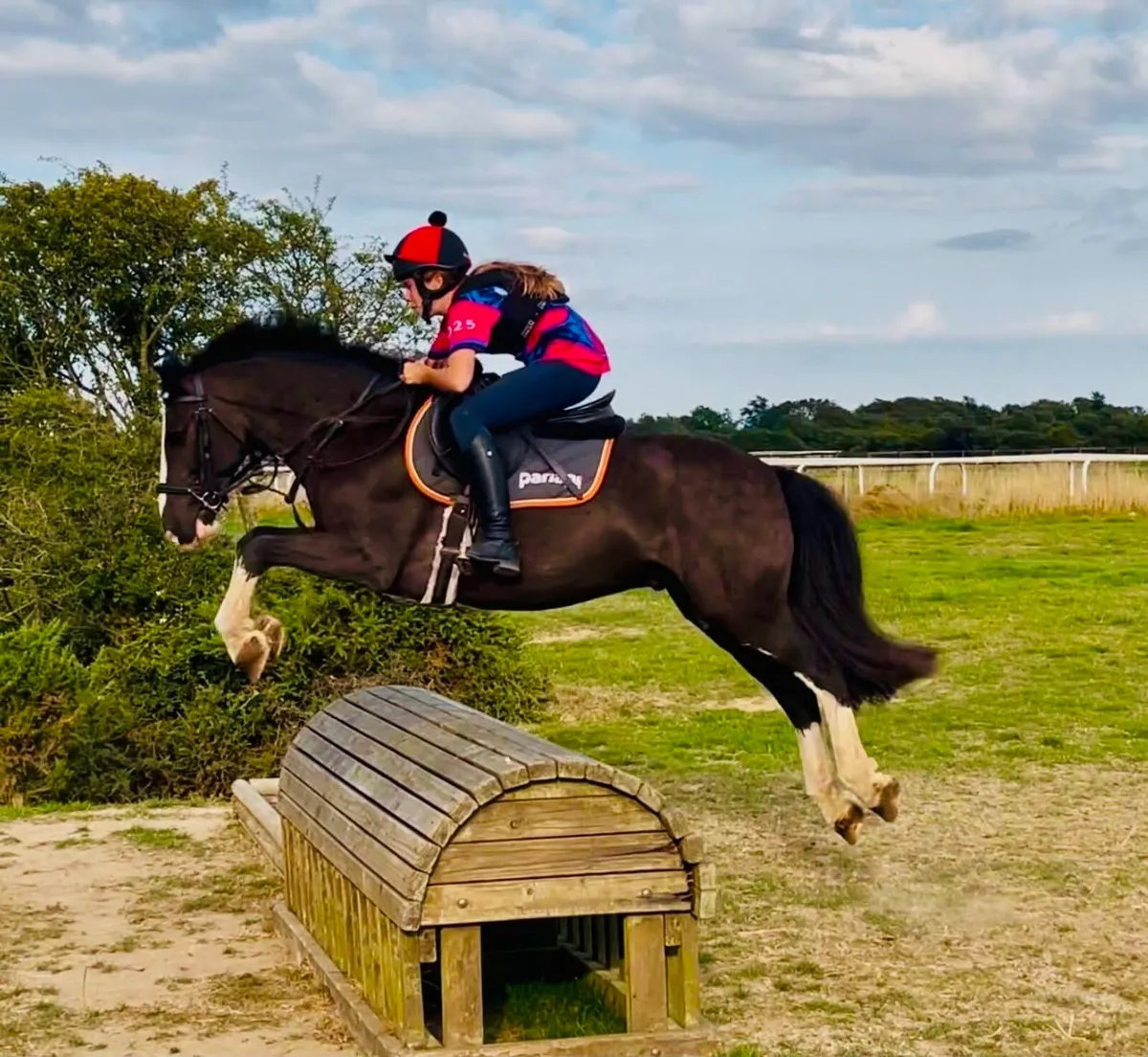 ⭐️🐎Lovely cob for sale 🐎⭐️ - Image 1