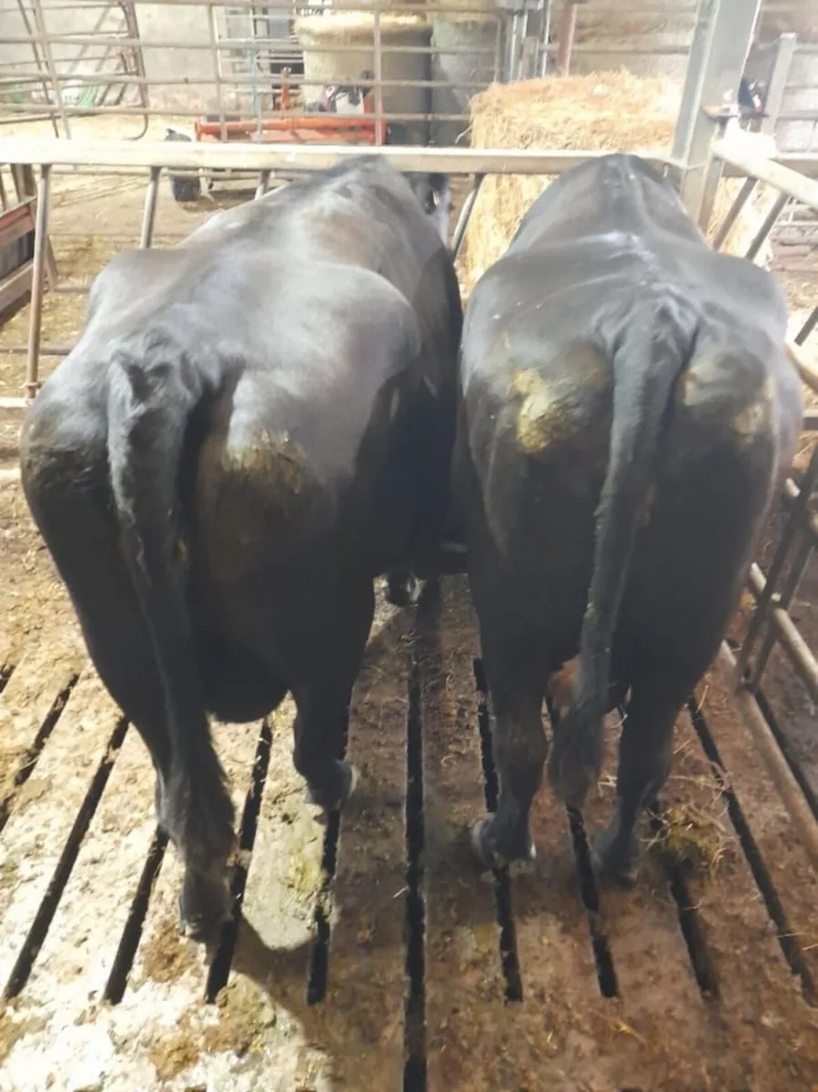 2 AAX Organic Dry cow - Image 1