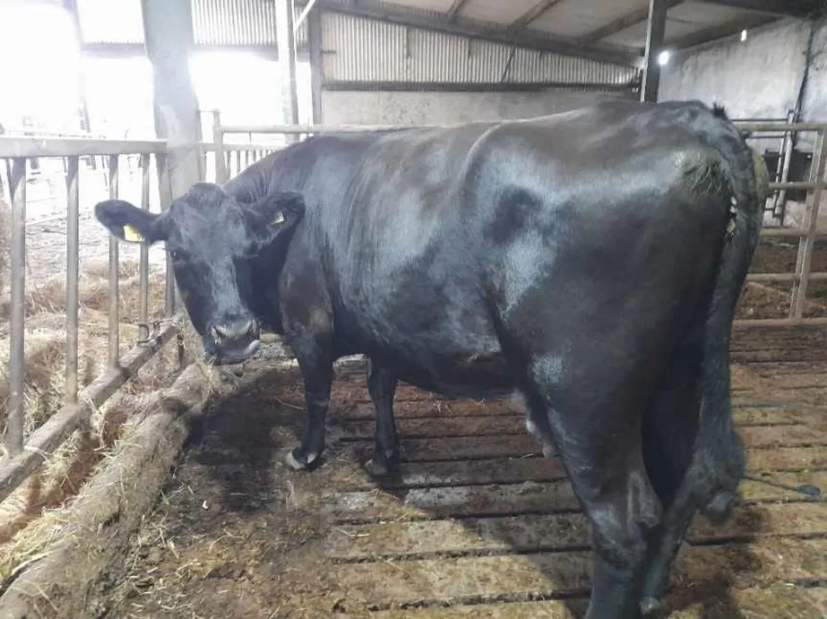 2 AAX Organic Dry cow - Image 2