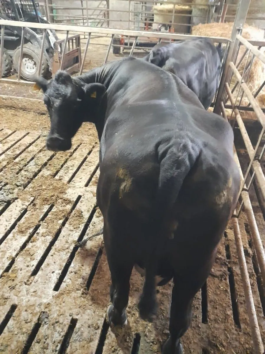 2 AAX Organic Dry cow - Image 3
