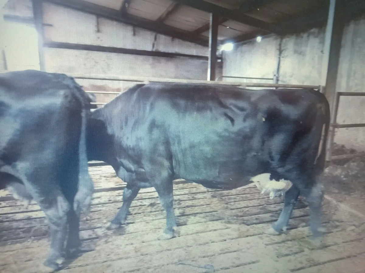 2 AAX Organic Dry cow - Image 4