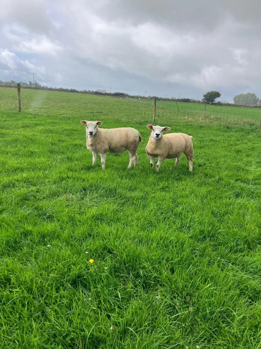 PBR Texel ewe lambs - Image 2