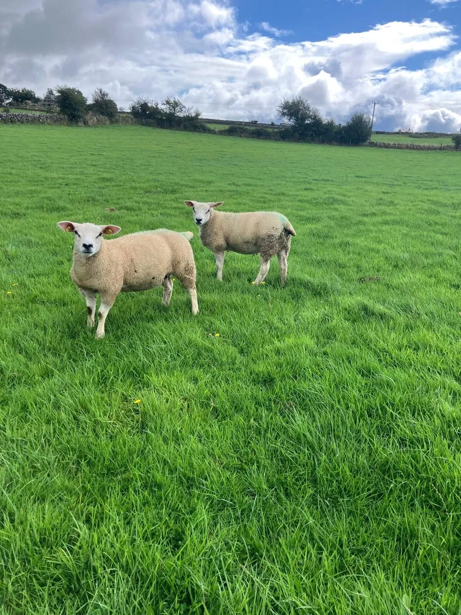 PBR Texel ewe lambs - Image 3