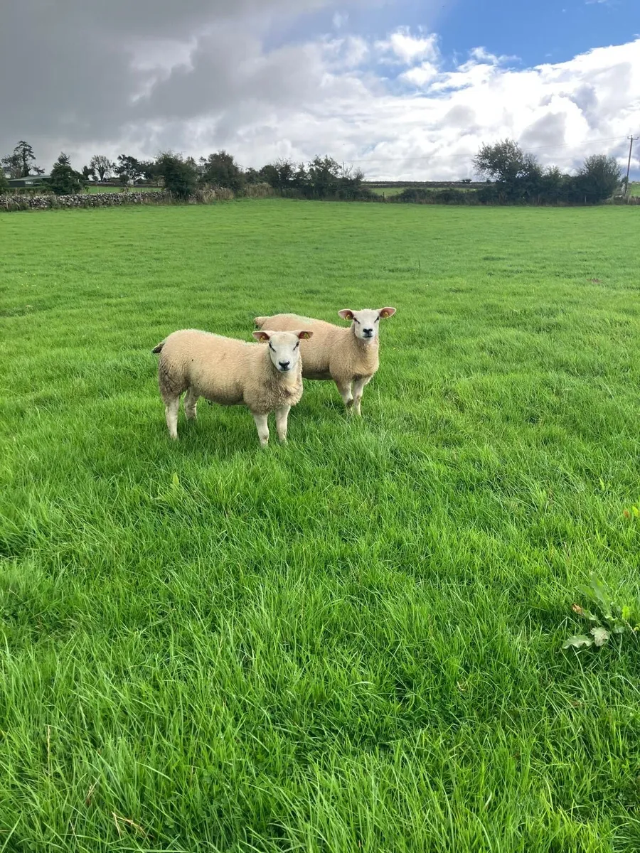PBR Texel ewe lambs - Image 4
