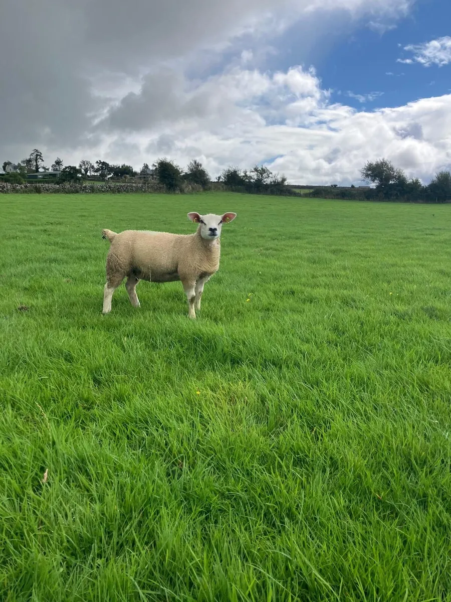PBR Texel ewe lambs - Image 1