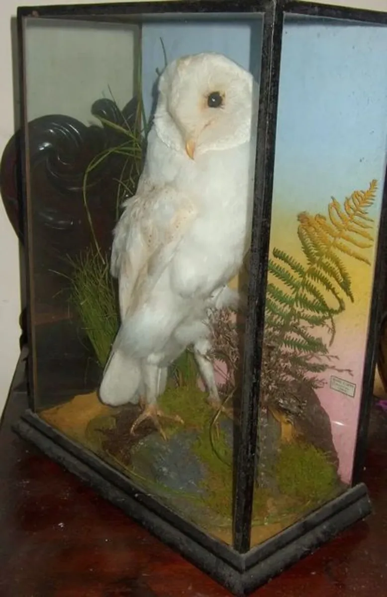 Rare Taxidermy Owl by Rohu & Sons Cork - Image 2