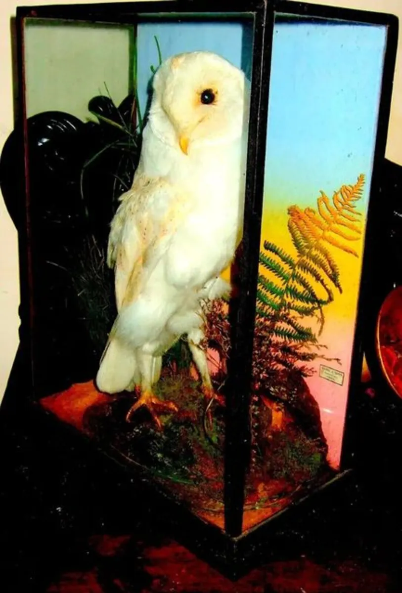 Rare Taxidermy Owl by Rohu & Sons Cork - Image 4