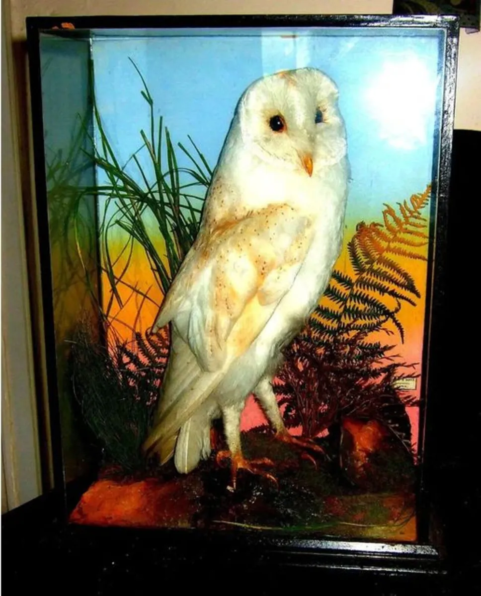 Rare Taxidermy Owl by Rohu & Sons Cork - Image 1