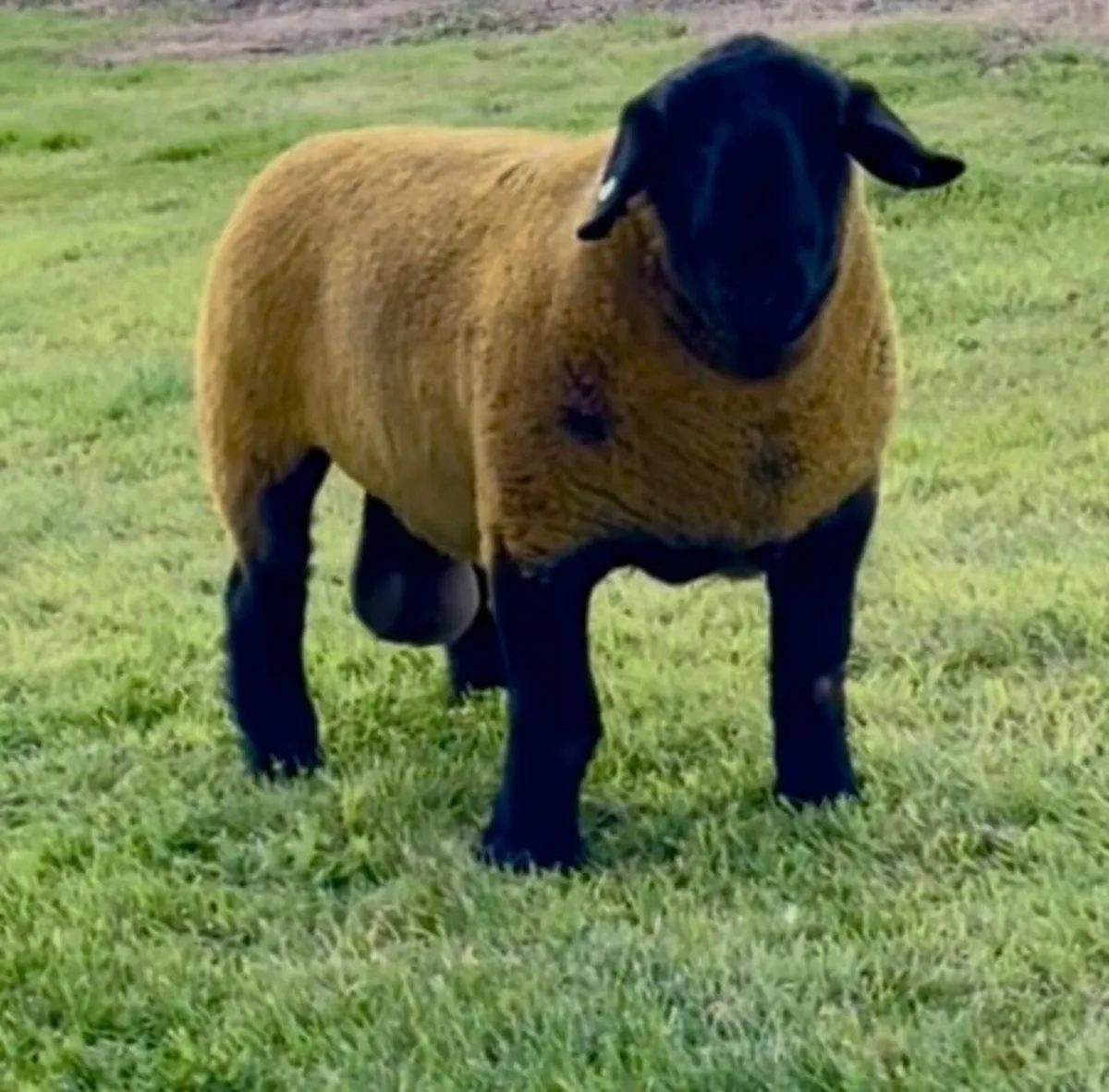 Pedigree Suffolk Rams For Sale Athenry Mart - Image 2