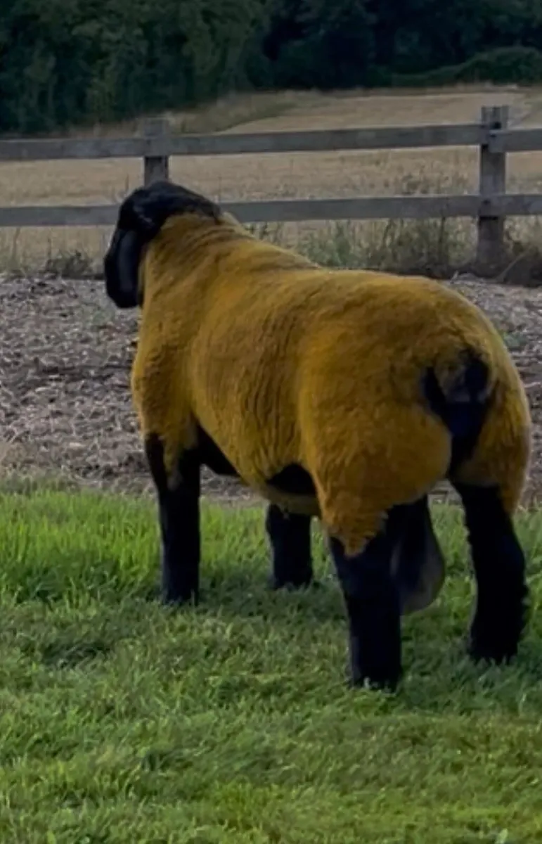 Pedigree Suffolk Rams For Sale Athenry Mart - Image 3
