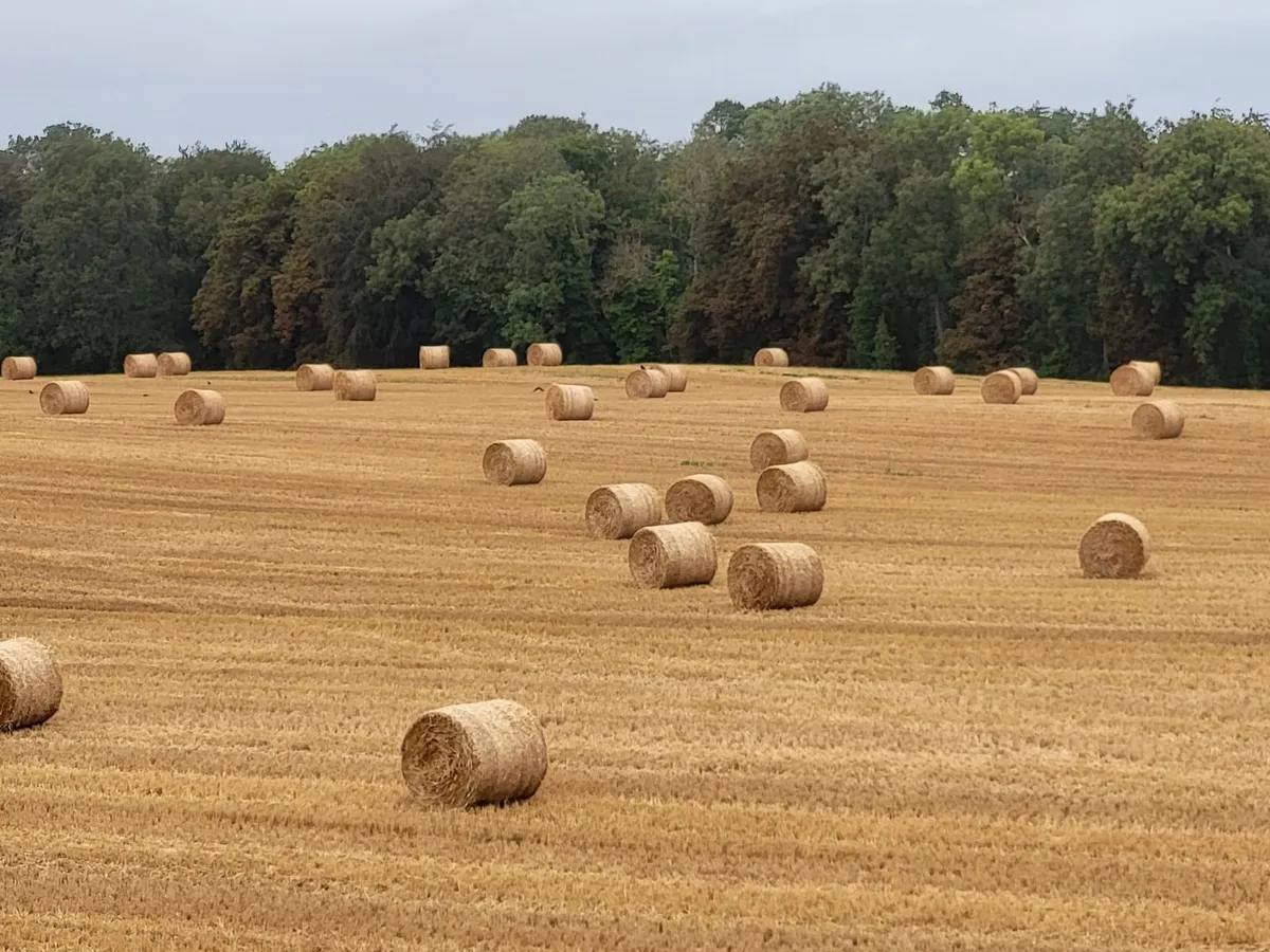 Feeding Straw