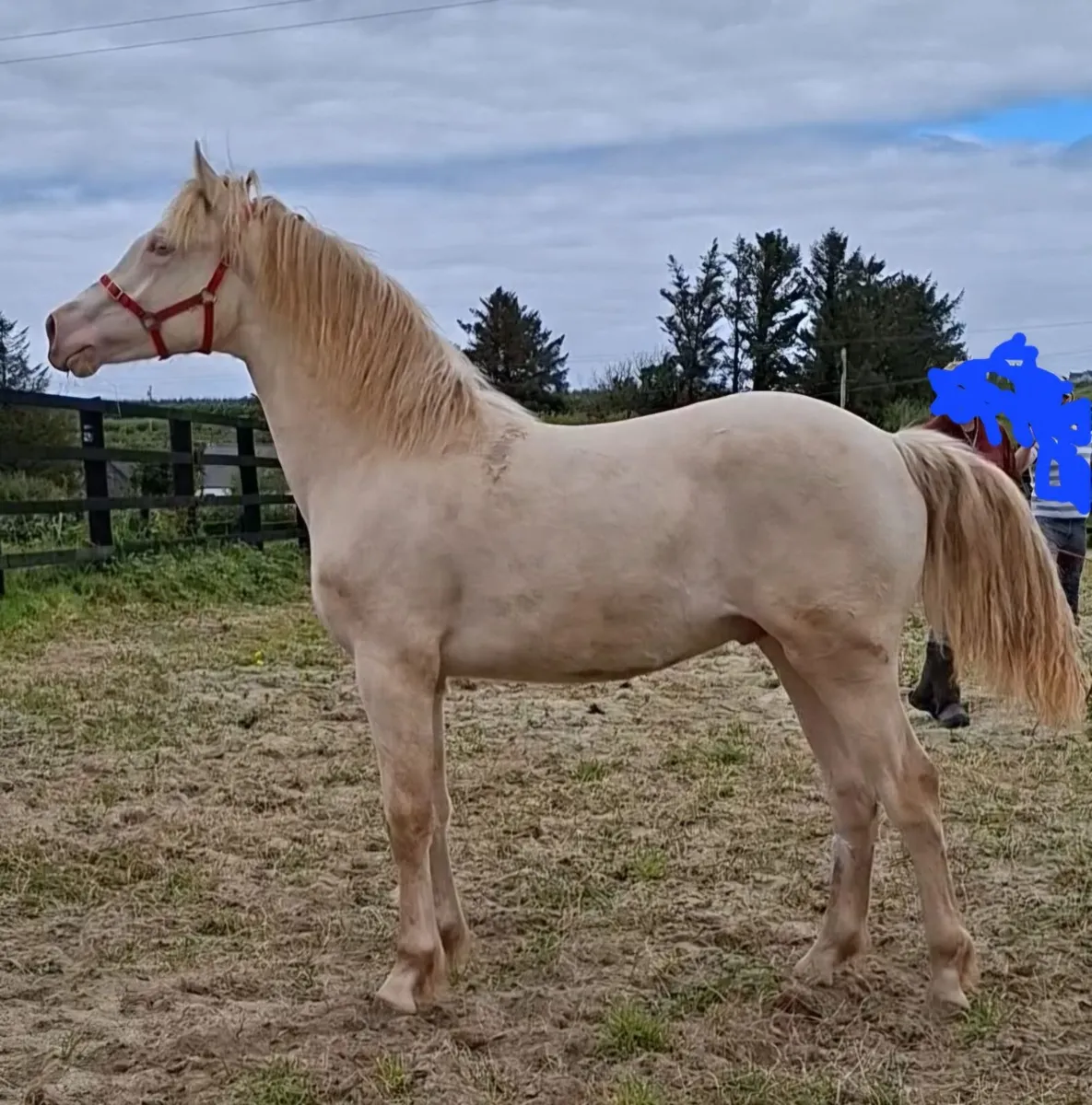 Gene Tested Registered Connemara yearling Colt - Image 1