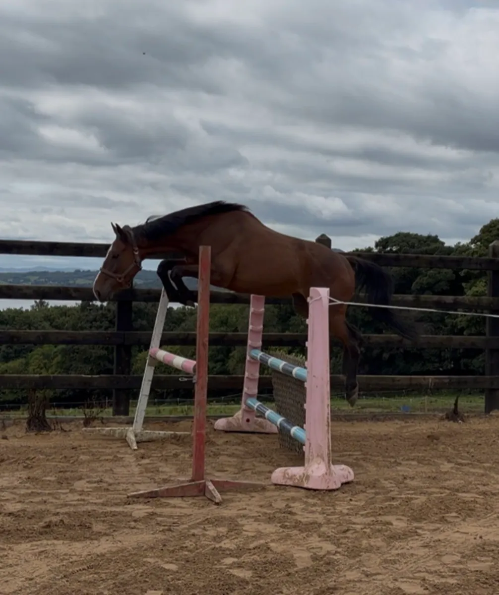 16.1 4yo gelding. Vivant out of 5*event mare - Image 1