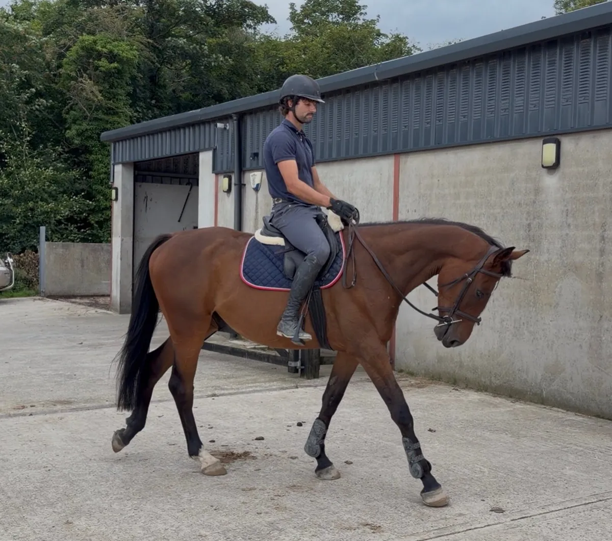 16.1 4yo gelding. Vivant out of 5*event mare - Image 2