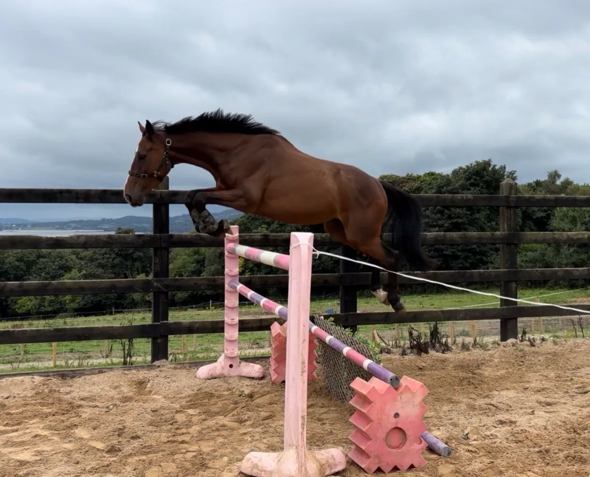 16.1 4yo gelding. Vivant out of 5*event mare - Image 3