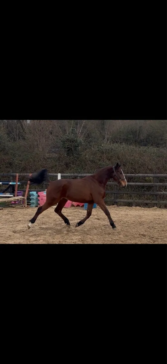 16.1 4yo gelding. Vivant out of 5*event mare - Image 4
