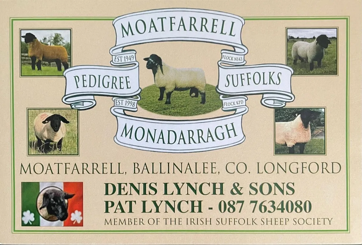 Pedigree Suffolk Rams For Sale Athenry Mart - Image 1