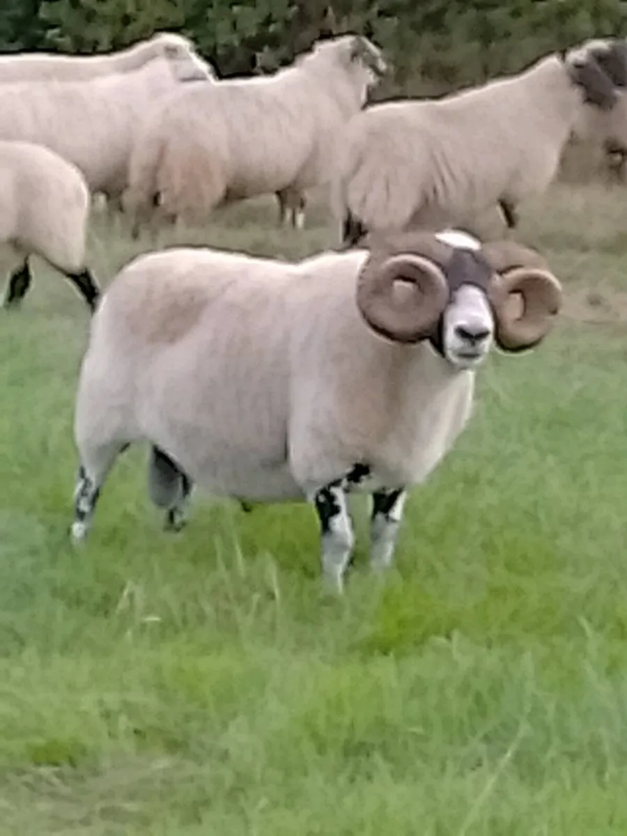 Lanark Ram - Image 1