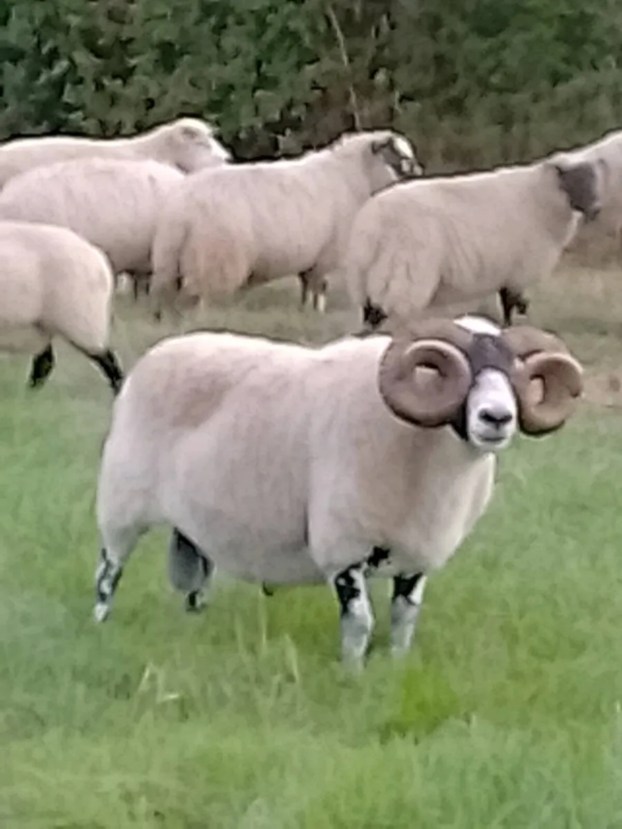 Lanark Ram - Image 2